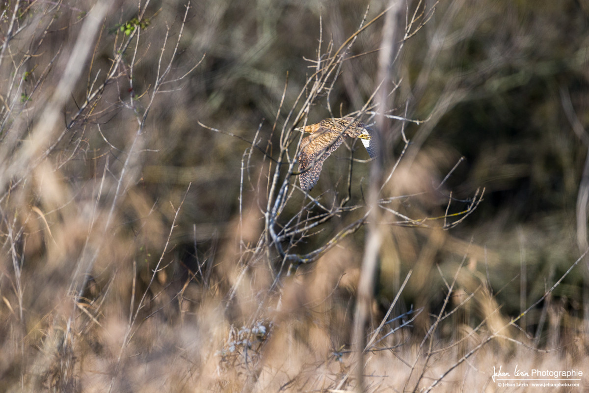 Le butoir étoilé sort rapidement de la roselière.