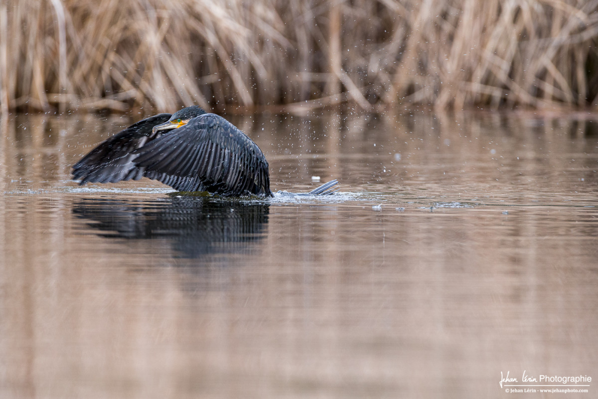 Décollage pour le cormoran.
