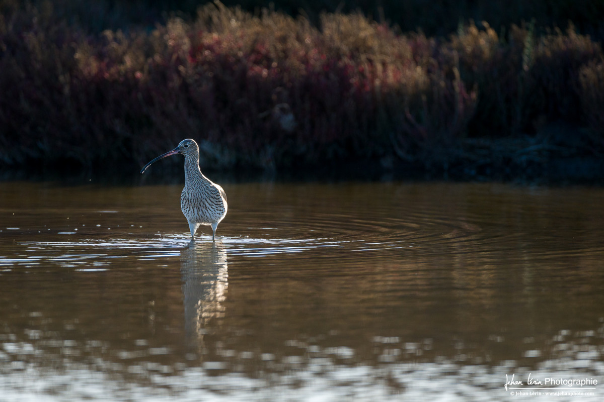 Le Courlis Cendré à la pêche.