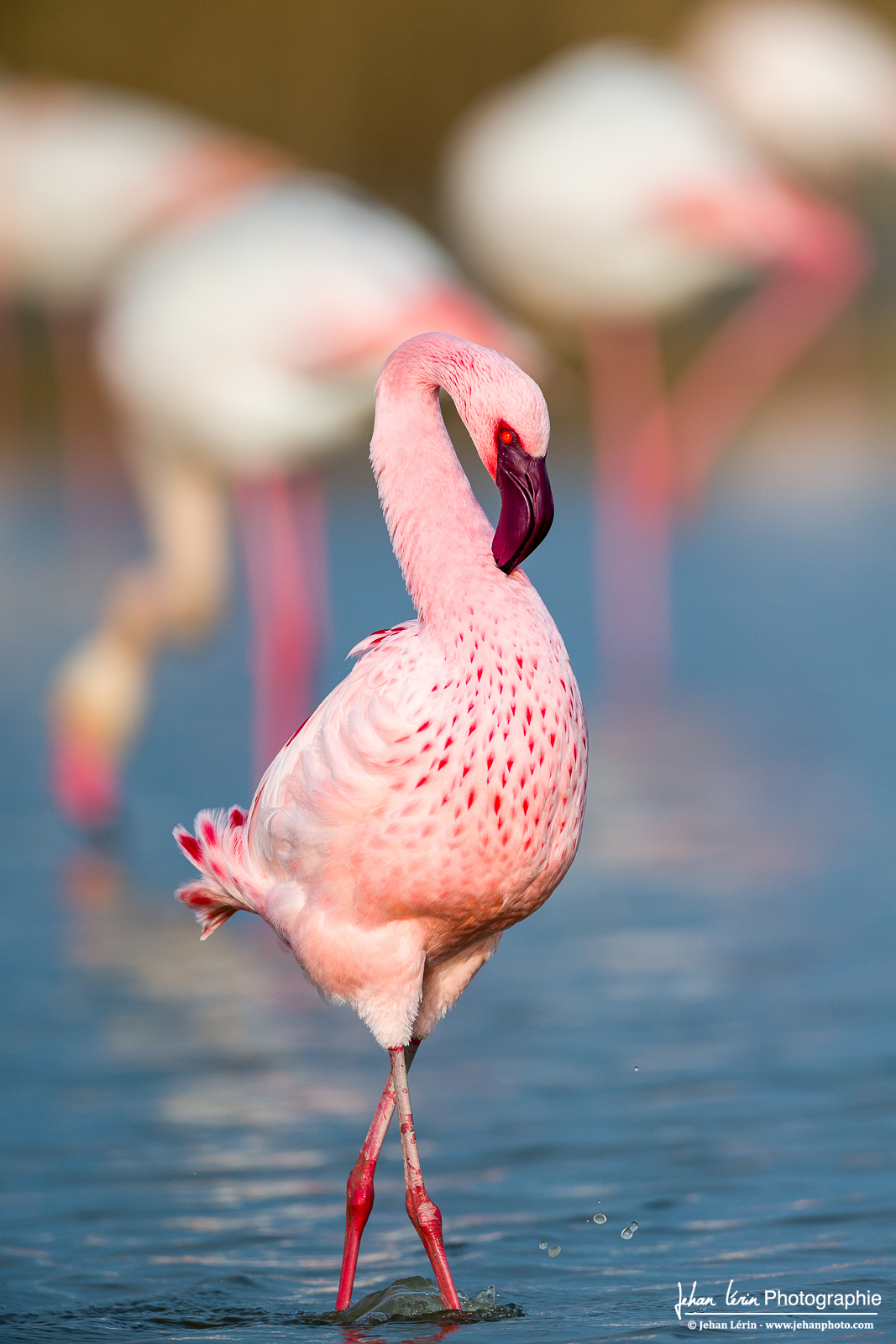 Le Flamant Nain, de plus petite taille, reconnaissable par son bec violet et ses yeux rouges. Il est aussi plus coloré.
