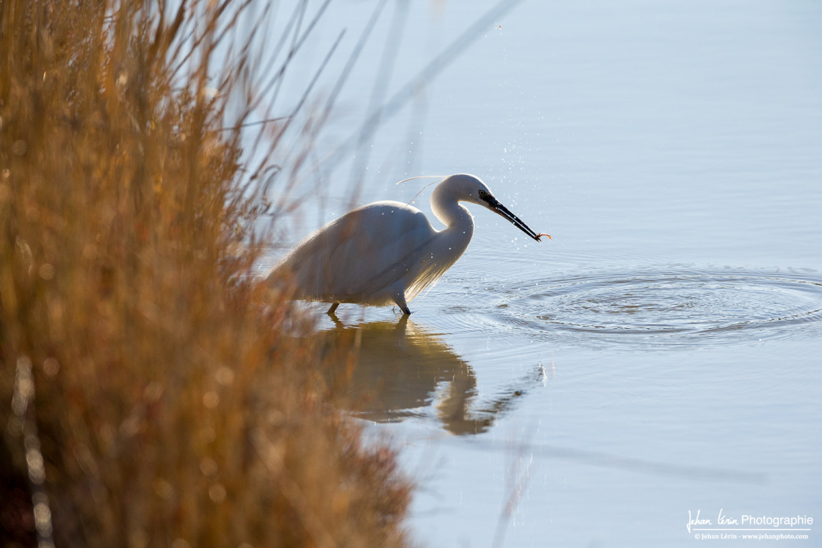 La Grande Aigrette vient de pêcher un petit poisson.