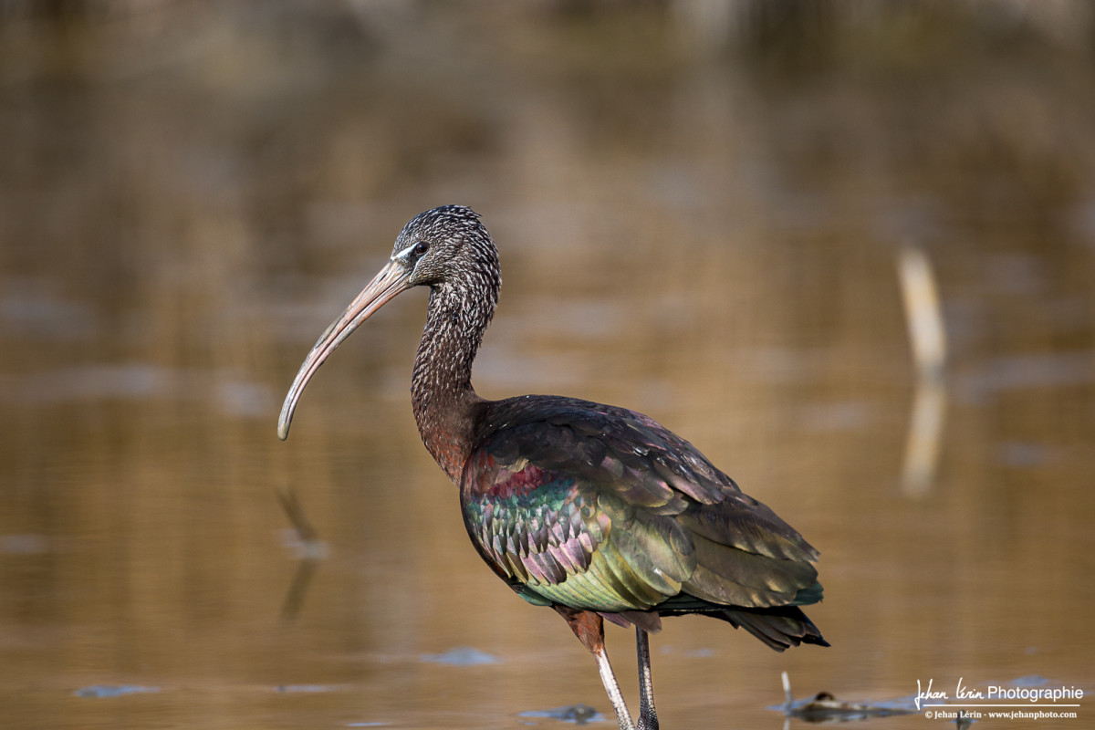 Ibis Falcinelle, de couleur cuivrée et aux multiples reflets vert.