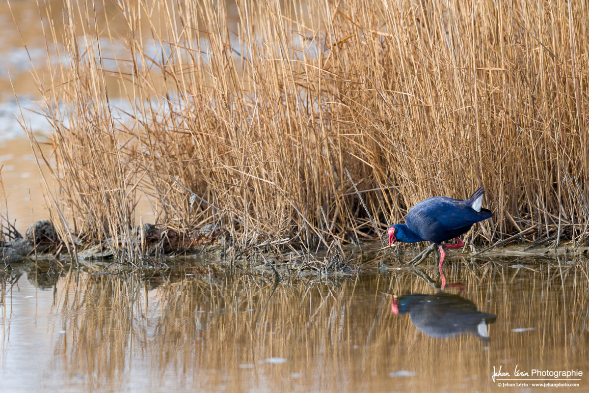 La Talève Sultane, une espèce de poule d'eau aux éclats bleutés.
