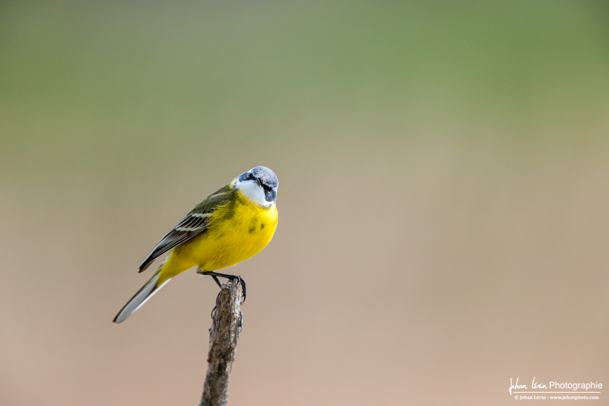 Bergeronnette Printanière curieuse