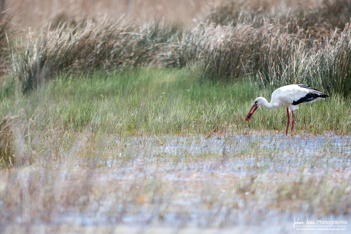 Le cigogne blanche se nourrit des écrevisses américaines