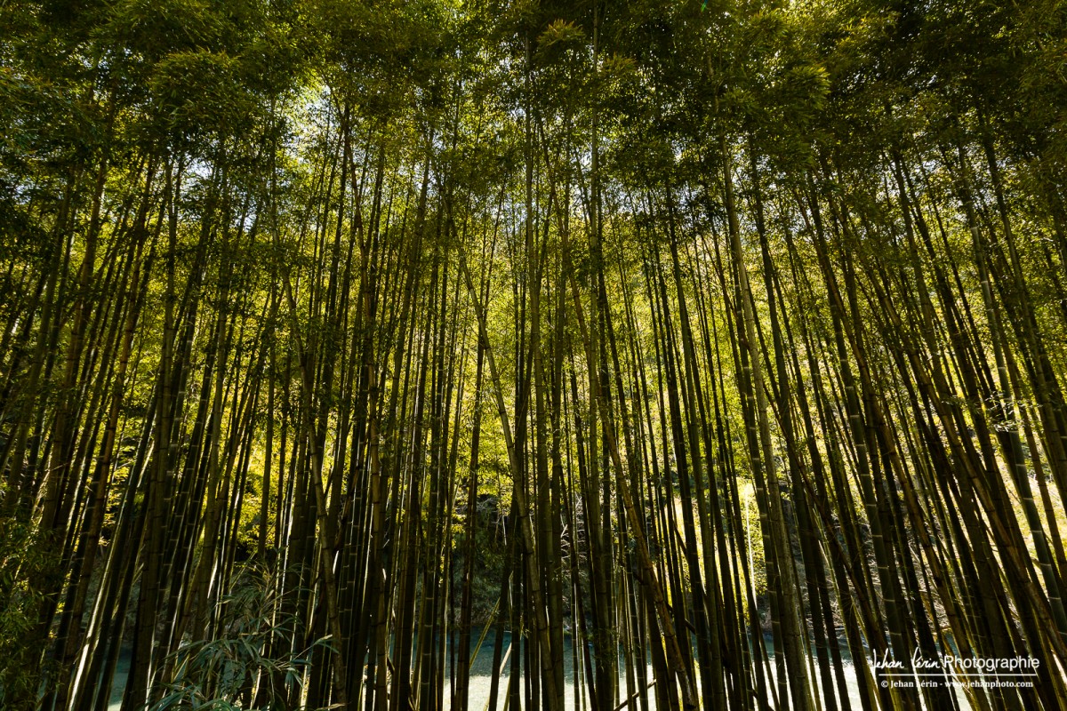 Shikoku, Ozu city, bambou, 88 sacred temple of Shikoku, Japan, 88 temples sacrés de Shikoku