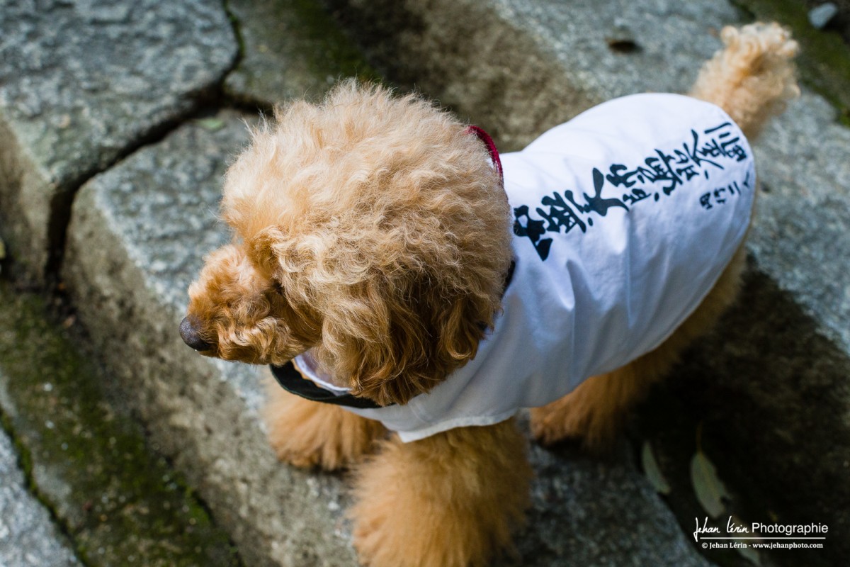 chien pèlerin; chien henro, Iyadaniji, temple 71, Shikoku, 88 sacred temple of Shikoku, Japan, 88 temples sacrés de Shikoku