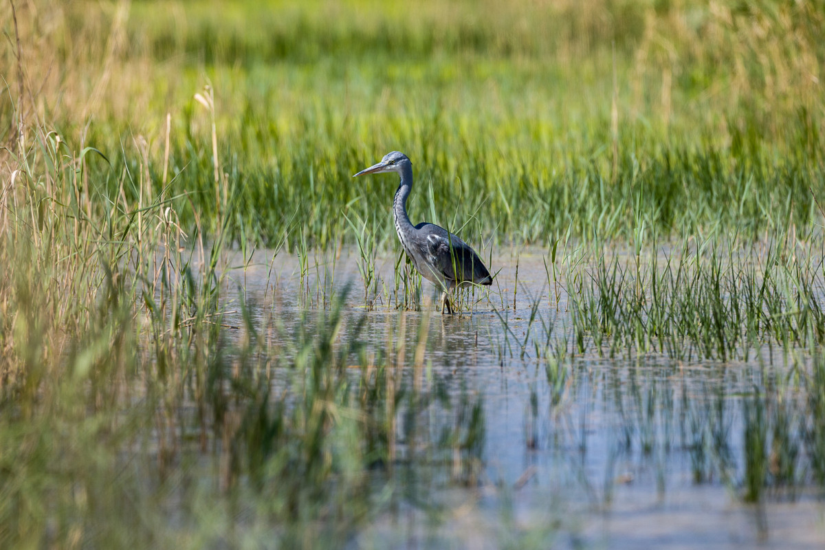 tous sens en éveil pour trouver sa proie