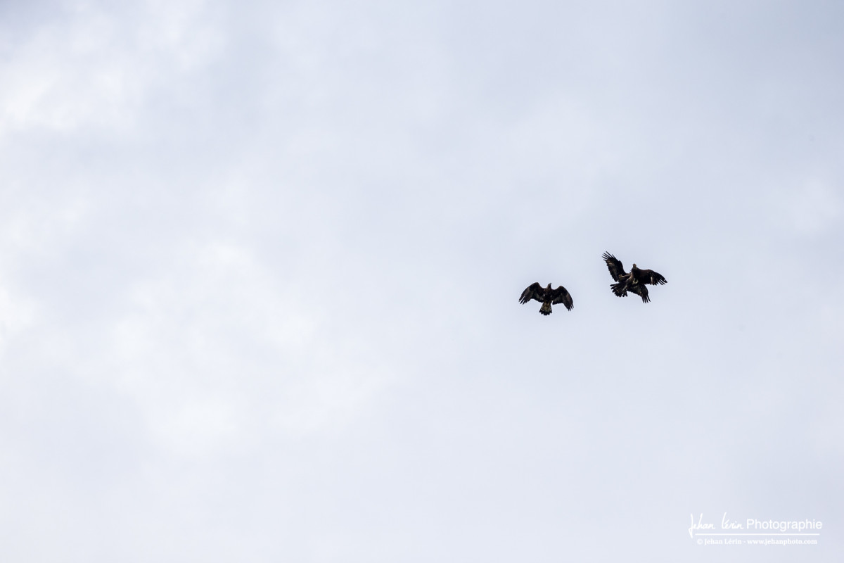 Aigles royaux en combat
