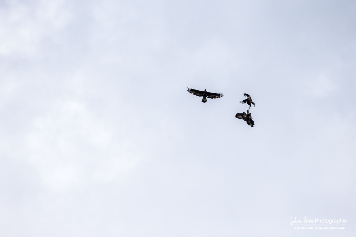 Aigles royaux en combats. L'un deux perd le combat
