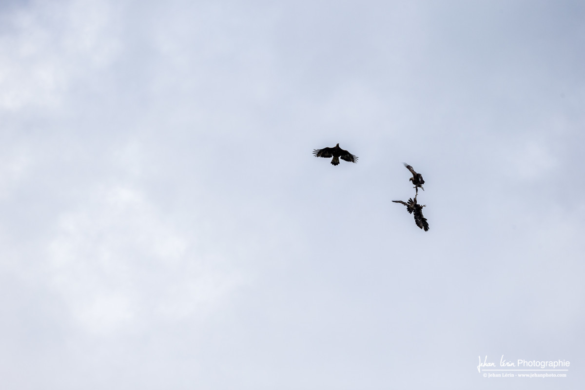 Le destin d'un aigle royal dans les griffes d'un autre