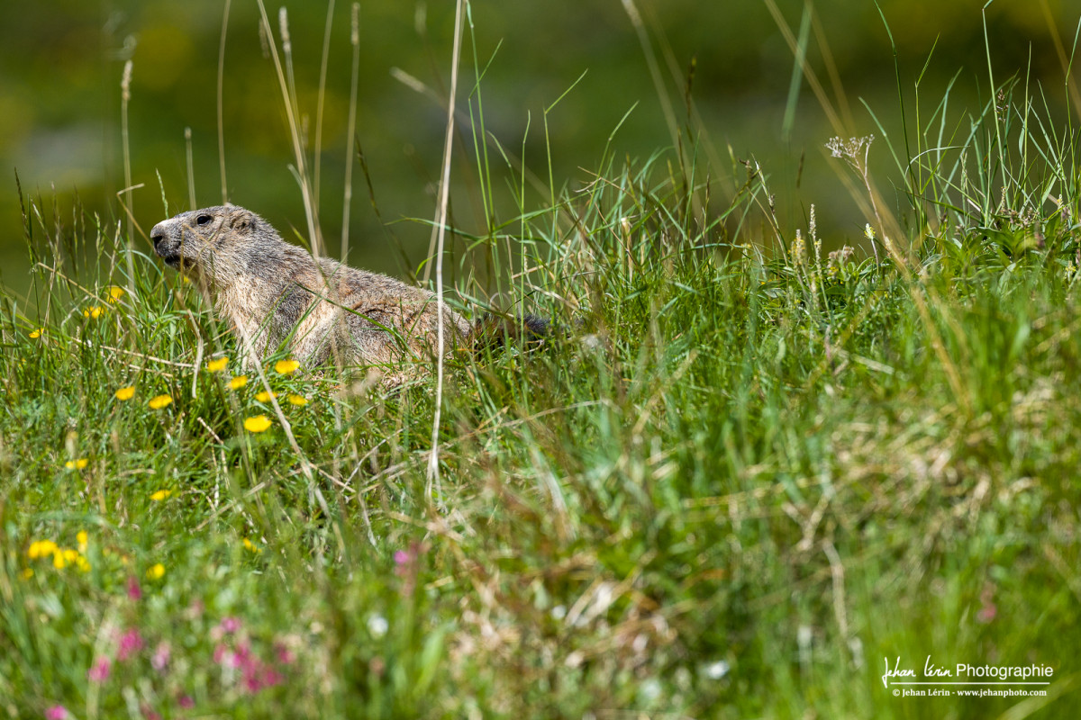 Une marmotte bien tranquille mais vigilante à l'approche de son prédateur, l'aigle royal