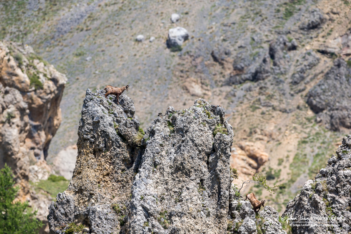 Chamois sur le pic rocheux