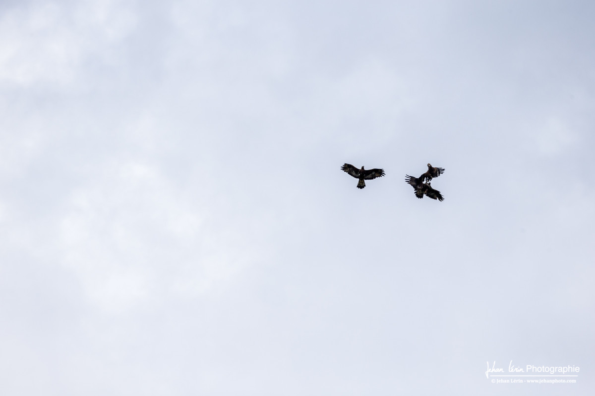 Escarmouche d'aigles royaux