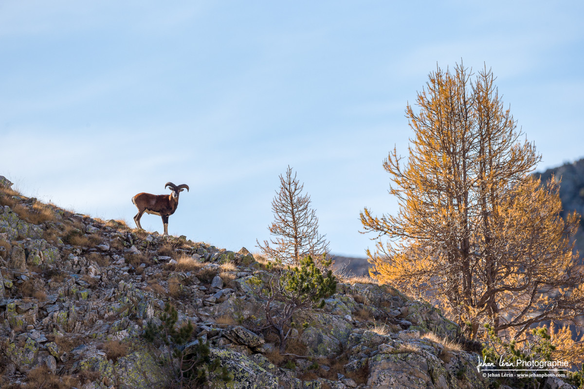 Mouflon corse solitaire