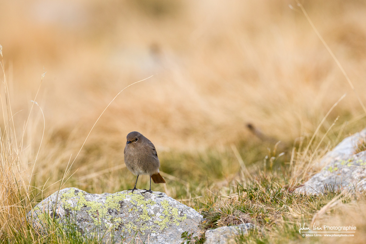 Rouge-queue (commun mais trop mignon)