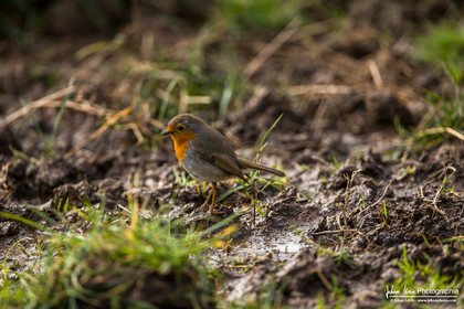 Rougegorge familier - European Robin