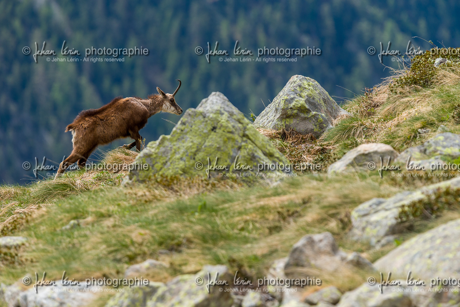 chamois_la-gordolasque_mercantour_jl_1dx_20-05-2020-0341.jpg
