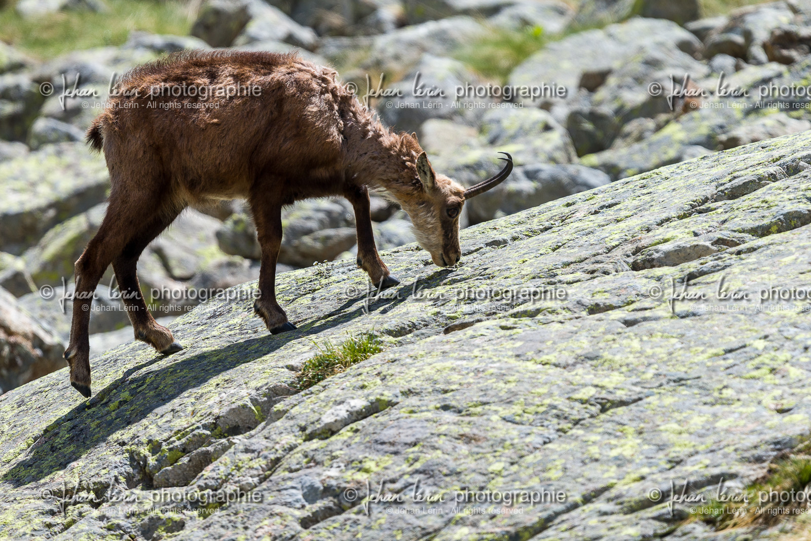 chamois_la-gordolasque_mercantour_jl_1dx_20-05-2020-0772.jpg