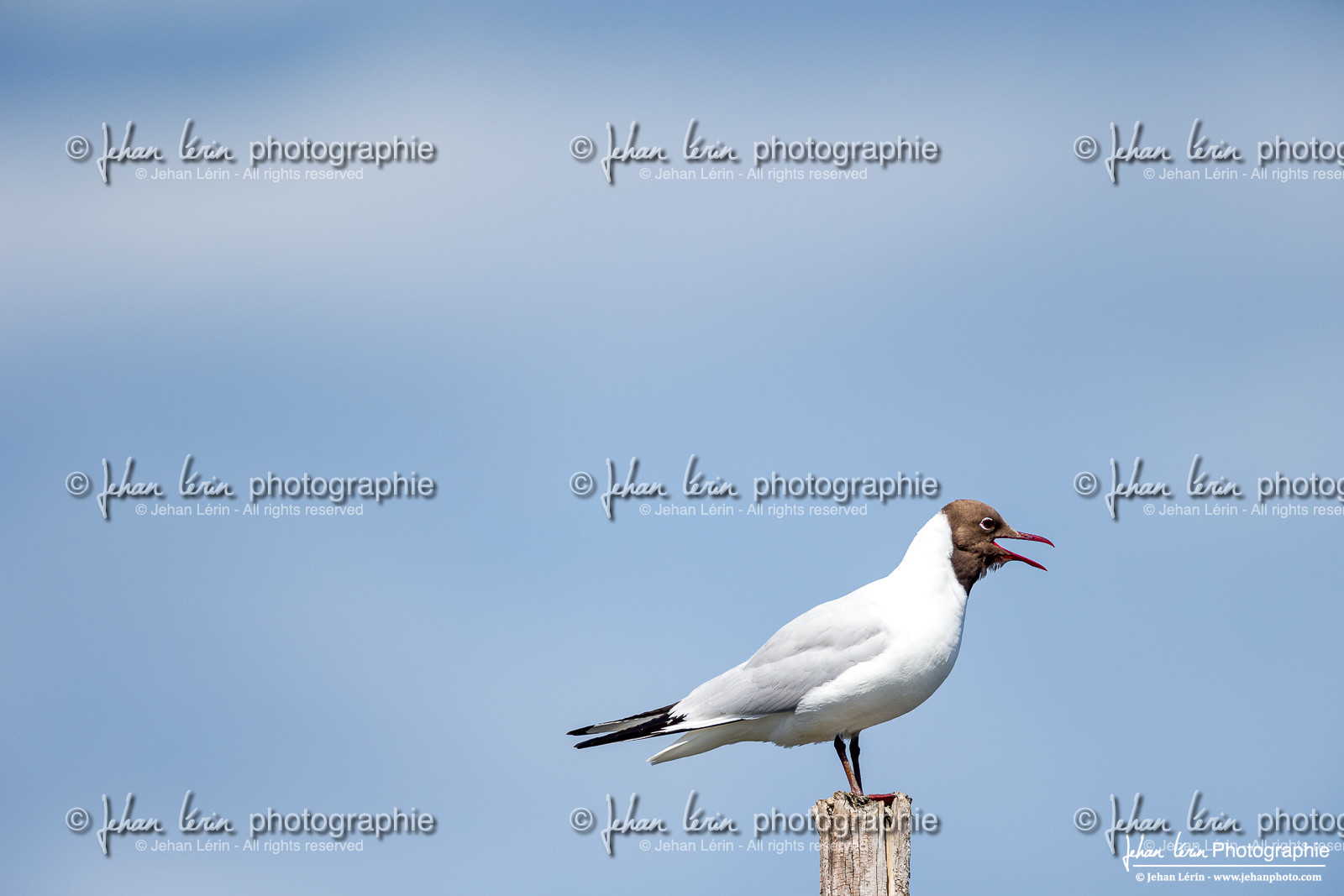 Mouette Rieuse - Black Headed Gull