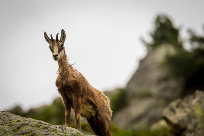 chamois_lac-autier_la-gordolasque_jl_1dx_28-06-2020-0062.jpg