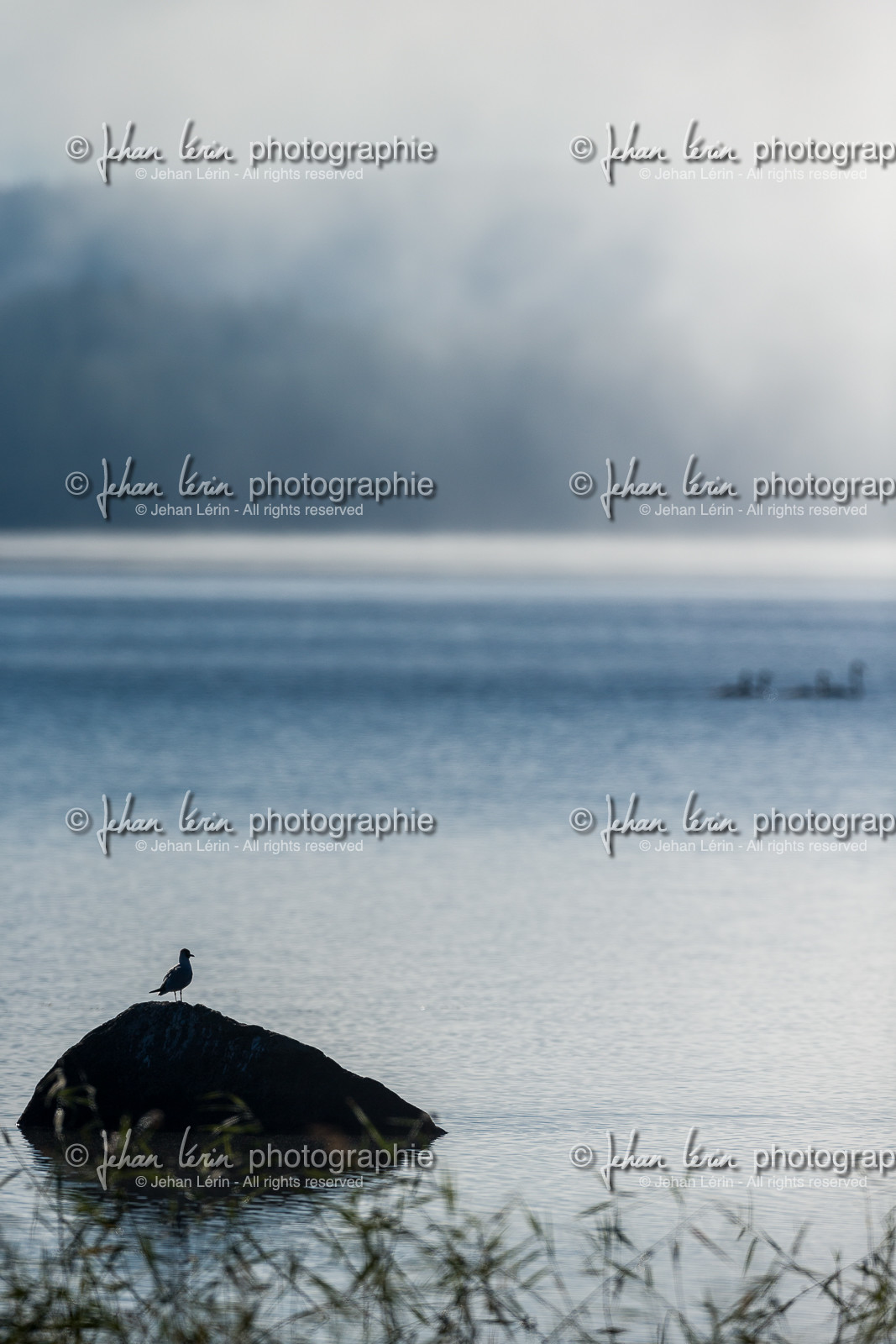 Mouette de bonaparte