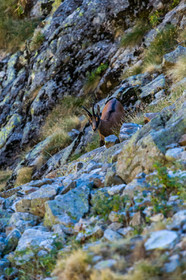 chamois_refuge-de-nice-lac-autier_jl_1dx_12-08-2017-0009.jpg