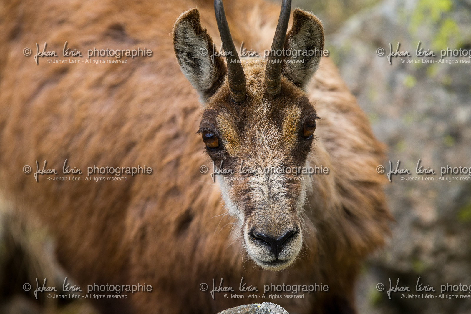 chamois_la-gordolasque_mercantour_jl_1dx_20-05-2020-0406.jpg