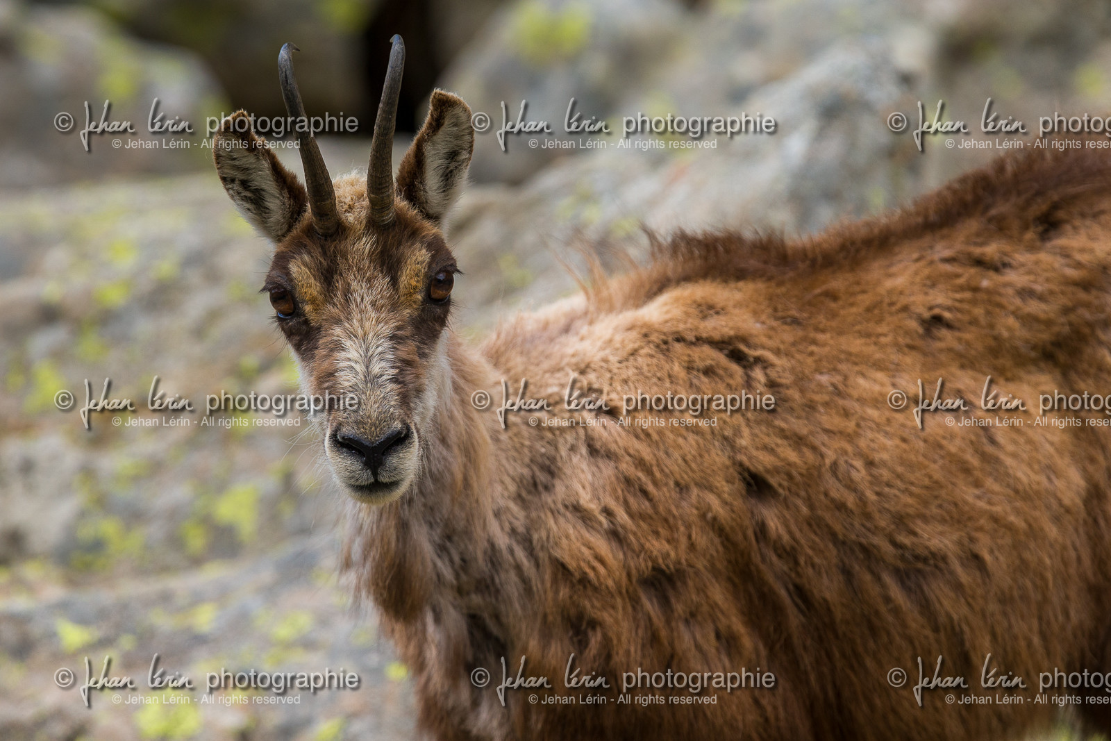 chamois_la-gordolasque_mercantour_jl_1dx_20-05-2020-0399.jpg