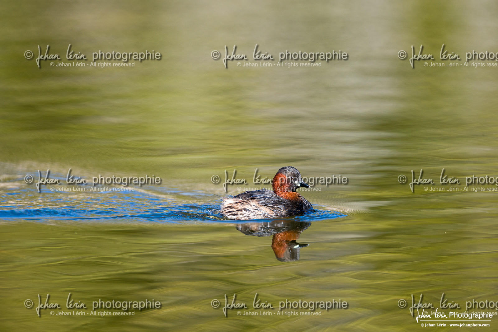 Grèbe Castagneux - Little Grebe