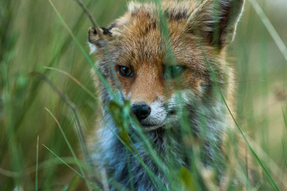 Renard Roux
