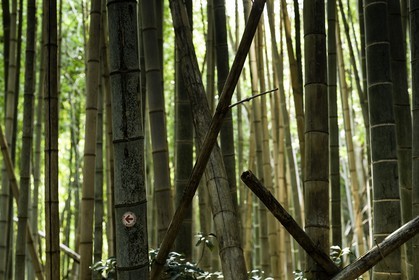 en-route-vers_temple-19_shikoku_japon_09-03_2014-2200.jpg