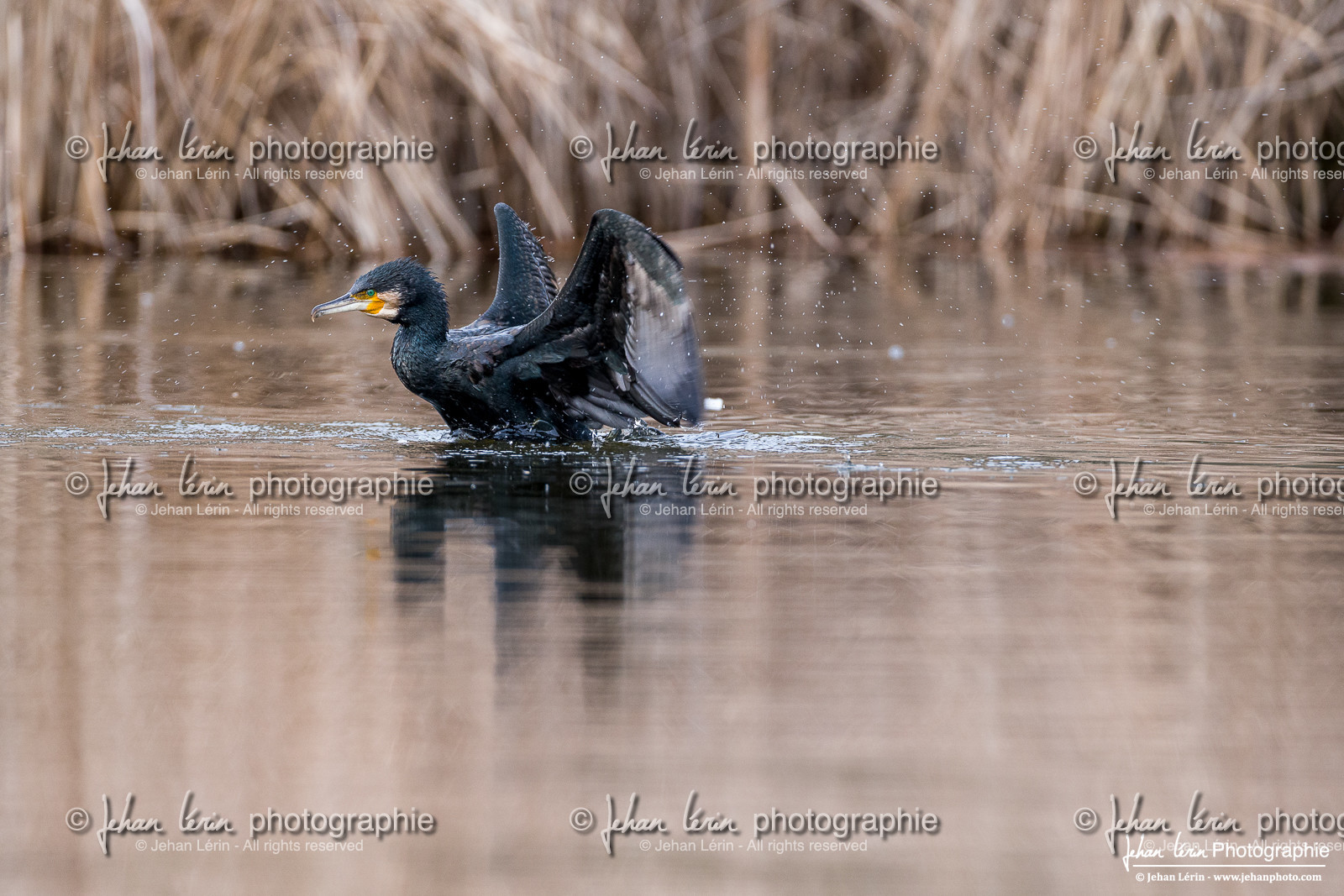 Grand Cormoran - Great Cormorant