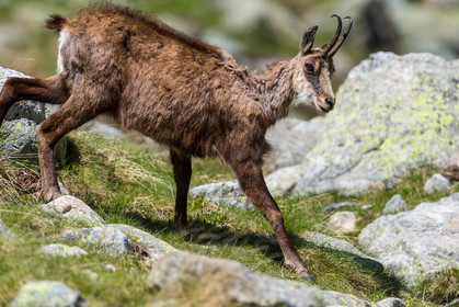 chamois_la-gordolasque_mercantour_jl_1dx_20-05-2020-0676.jpg