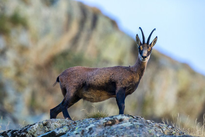 chamois_refuge-de-nice-lac-autier_jl_5d3_12-08-2017-0065.jpg