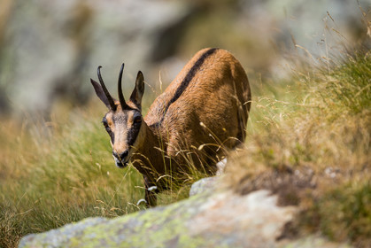 chamois_refuge-de-nice-lac-autier_jl_1dx_13-08-2017-0161.jpg