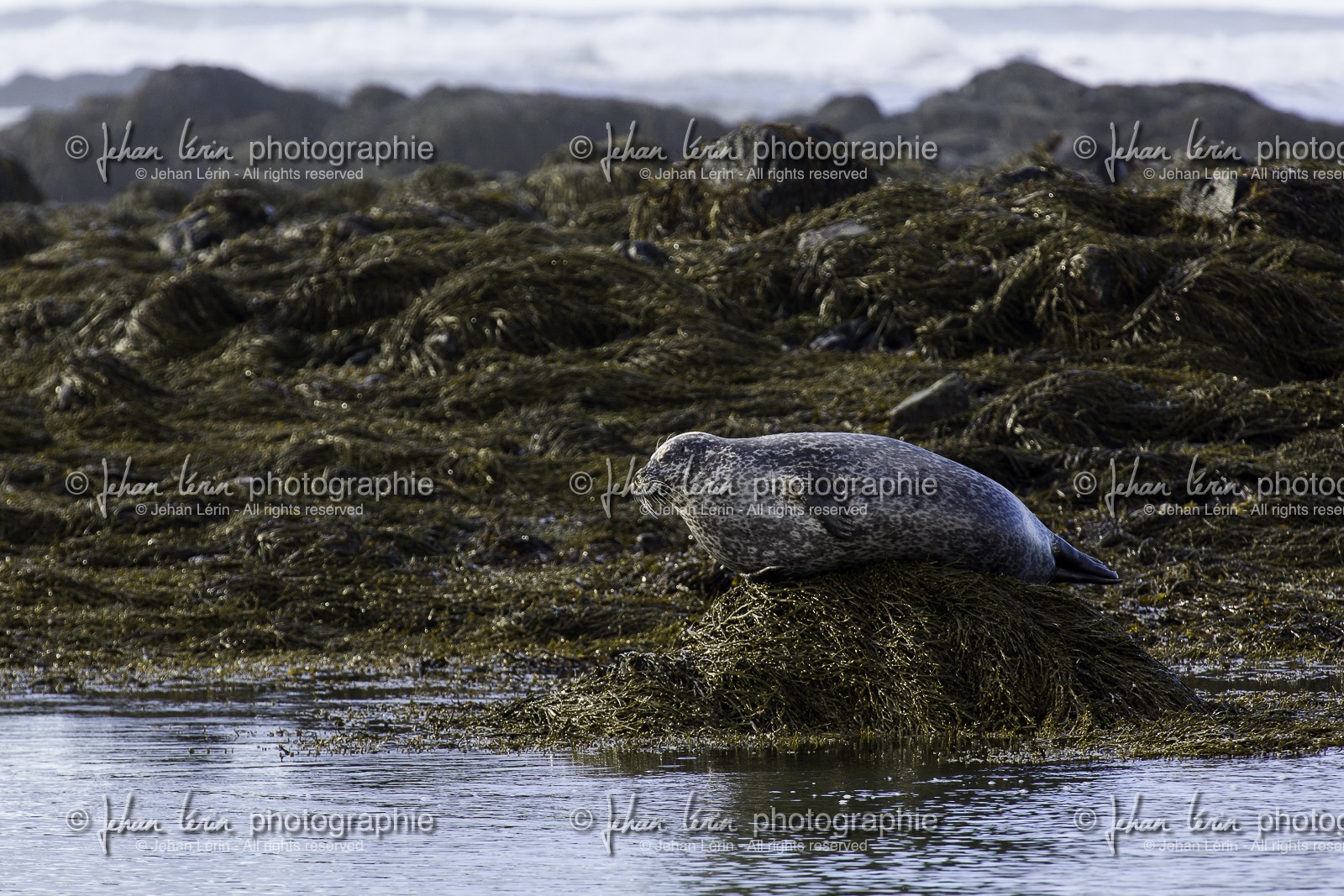 ytri-tunga-beach_peninsule-de-snaefellsnes_islande_22-03-2015-3066.jpg