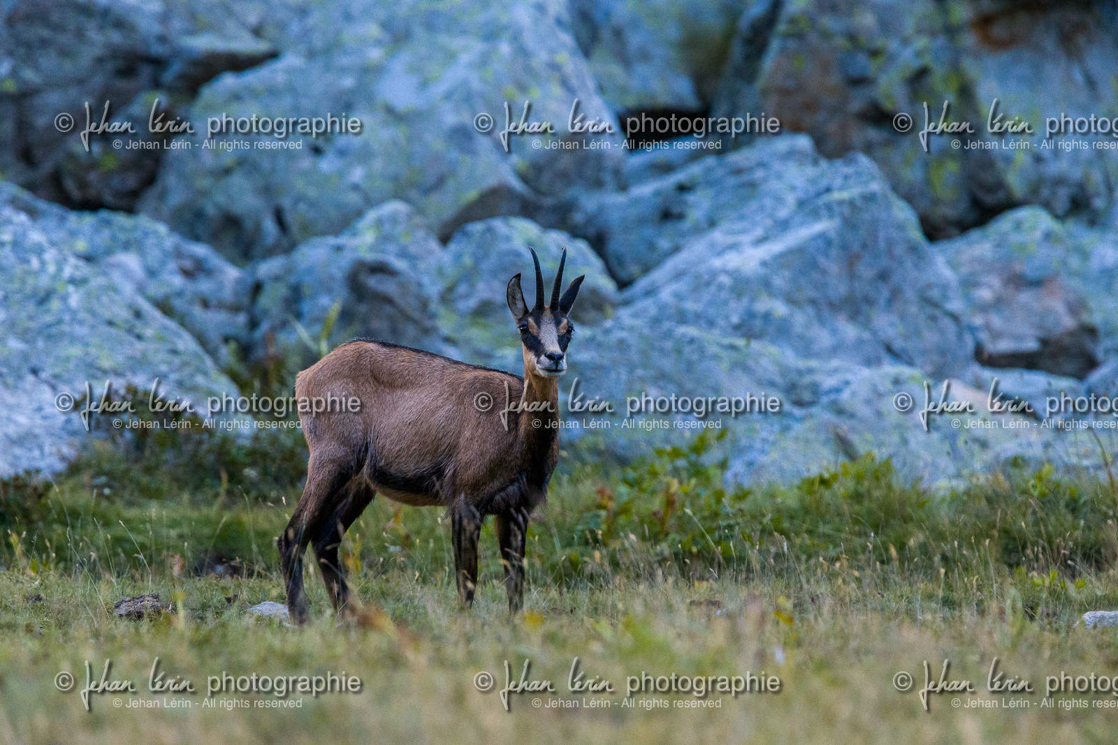 chamois_refuge-de-nice-lac-autier_jl_1dx_12-08-2017-0027.jpg