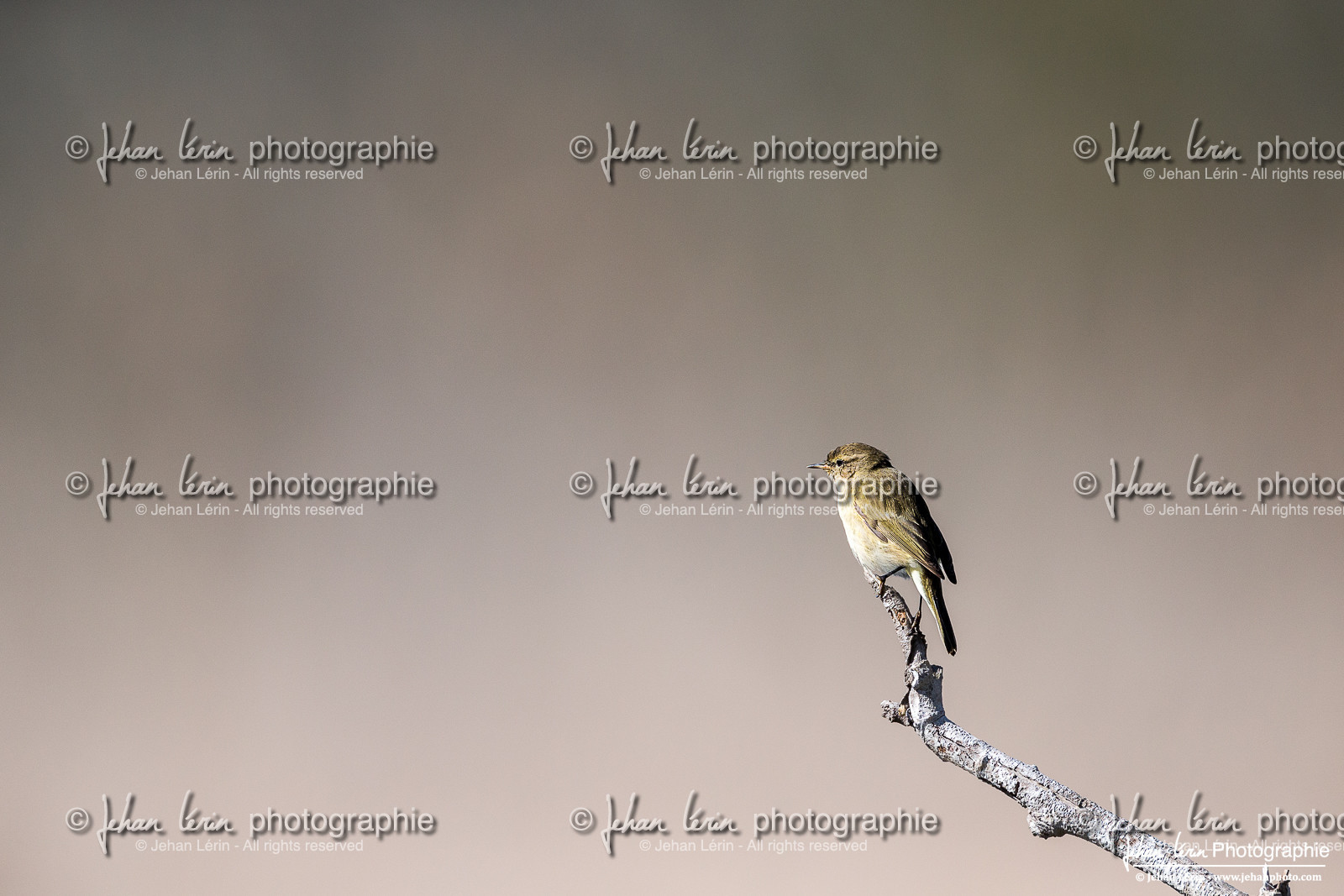 Pouillot Véloce - Common Chiffchaff