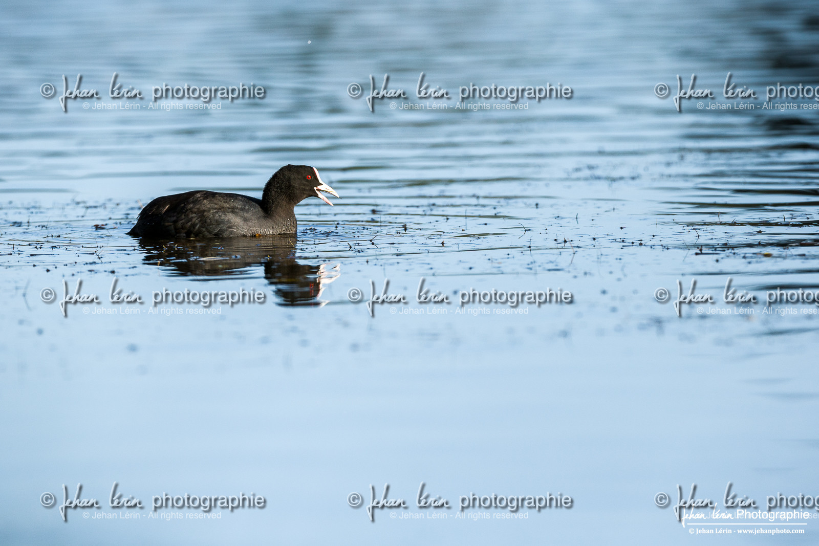 Foulque Macroule - Eurasian Coot : Fulica atra