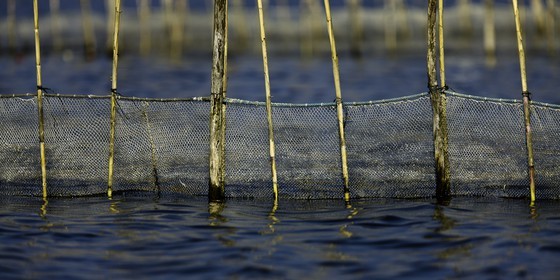 l-albufera_20-01-2011-2178-2.jpg