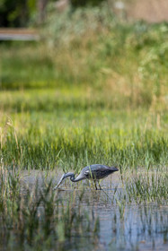 heron-cendre_les-salins_hyeres_jehan-lerin_jl_1dx_04-04-2022-0090.jpg