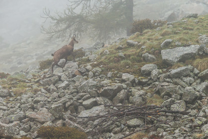 chamois_la-gordolasque_mercantour_jl_1dx_11-05-2020-0141.jpg