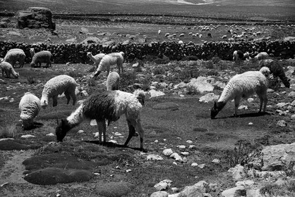 on-the-way_lamas_perou_octobre-2003-2.jpg