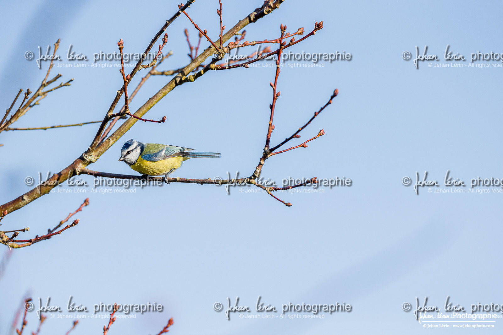 Mésange Bleu - Eurasian Blue Tit