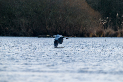 heron-cendre_lac-de-grand-lieu_jehan-lerin_jl_1dx_23-12-2021-0037.jpg