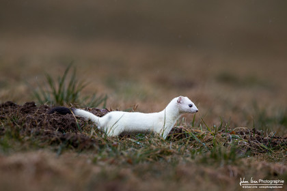 Hermine - Ermine