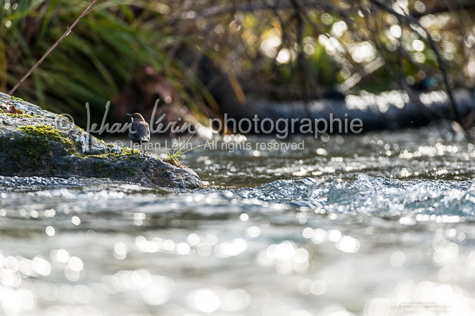 Cincle Plongeur - White-throated dipper  : Cinclus Cinclus
