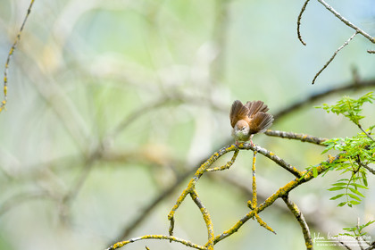 Bouscarle de Cetti - Cetti's warbler