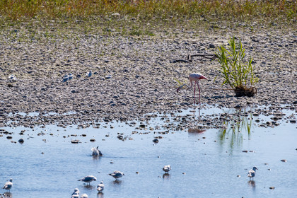 flamant-rose_nice_jl_1dx_14-09-2020-0153.jpg
